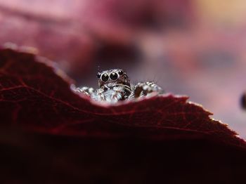 Close-up of spider