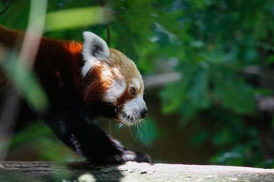 Close-up of red panda