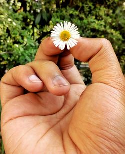 Close-up of hand holding white flower