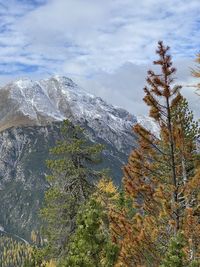 Pine trees on snowcapped mountains against sky