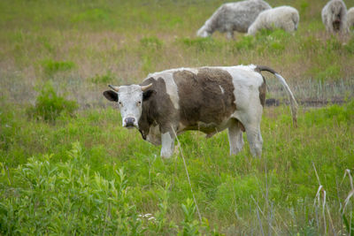 Cows standing in a field