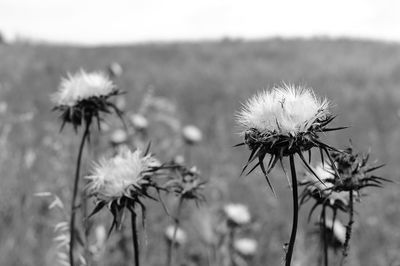 Close-up of dandelion in field