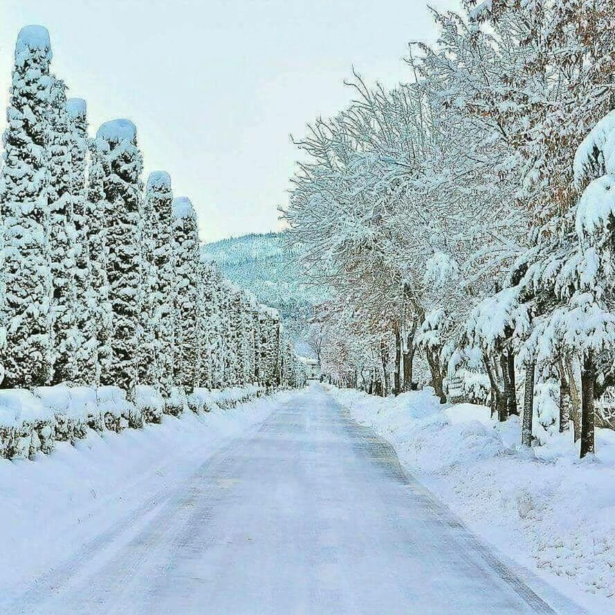 snow, landscape, tree, nature, no people, cold temperature, outdoors, winter, day, beauty in nature, sky, close-up