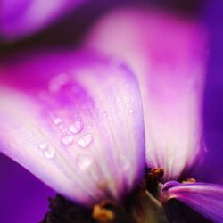 Close-up of water drops on purple flower
