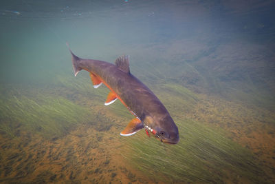 High angle view of fish in sea