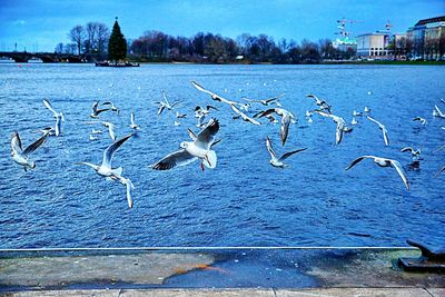 Birds flying over lake against sky