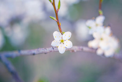 A beautiful plum tree blossom in the spring morning.