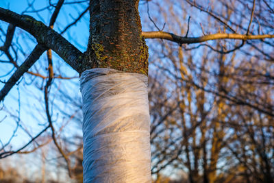 Low angle view of tree