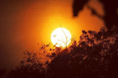 Silhouette trees against orange sky