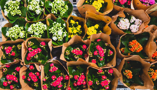 High angle view of flowers for sale