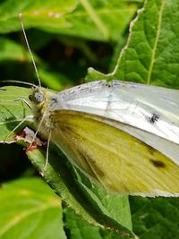 Close-up of butterfly on leaf