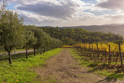 Scenic view of vineyard against sky