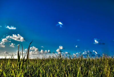 Close-up of wheat field against blue sky