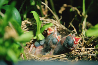 Close-up of a bird