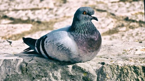 Close-up of bird perching on rock