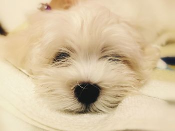 Close-up portrait of a dog