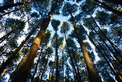 Low angle view of pine trees
