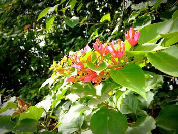 Close-up of flowers growing on tree