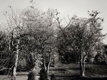 Bare trees on landscape against sky