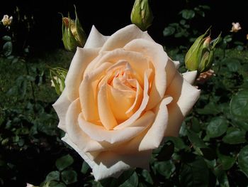 Close-up of rose roses