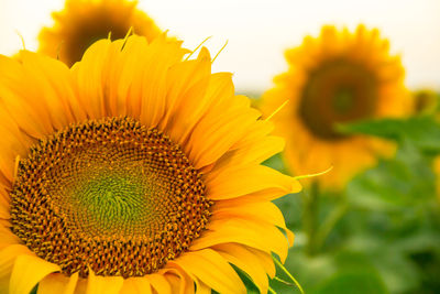 Close-up of sunflower blooming against sky