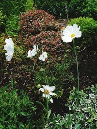 High angle view of white flowers blooming on field