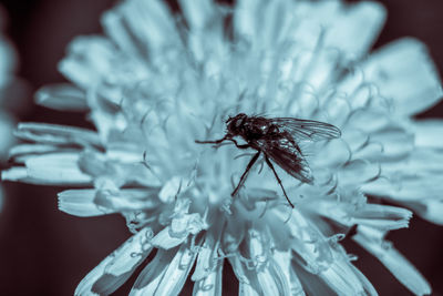 Close-up of insect on flower