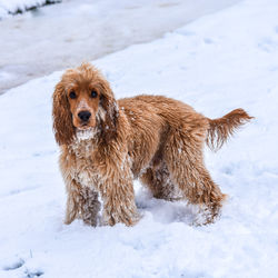 Dog on snow covered land