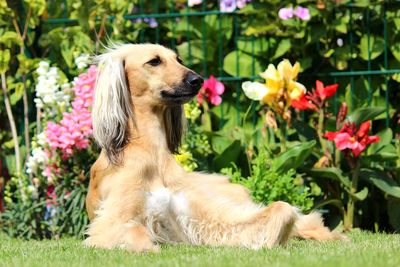 Dog in garden