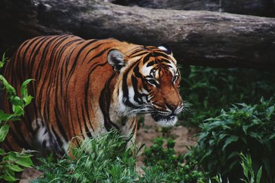 Close-up of tiger