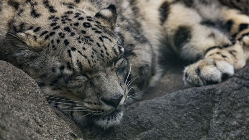 Close-up of snow leopard resting on rock in zoo