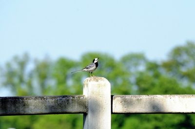 Bird perching on railing