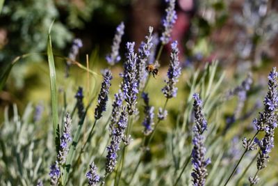 Close-up of purple flowering plants