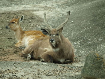 Deer relaxing on land