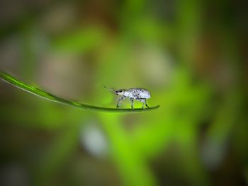 Close-up of insect on plant