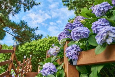 Purple flowering plants against blue sky