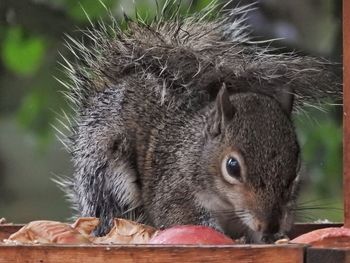 Close-up portrait of squirrel eating