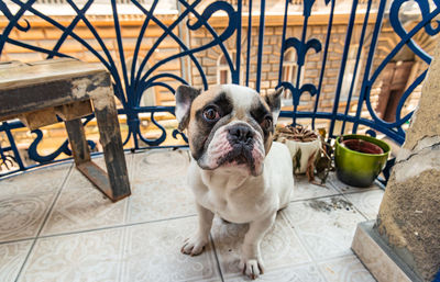 French bulldog sitting in budapest city