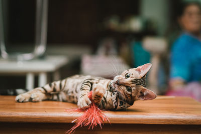 Portrait of kitten playing with toy on wooden table