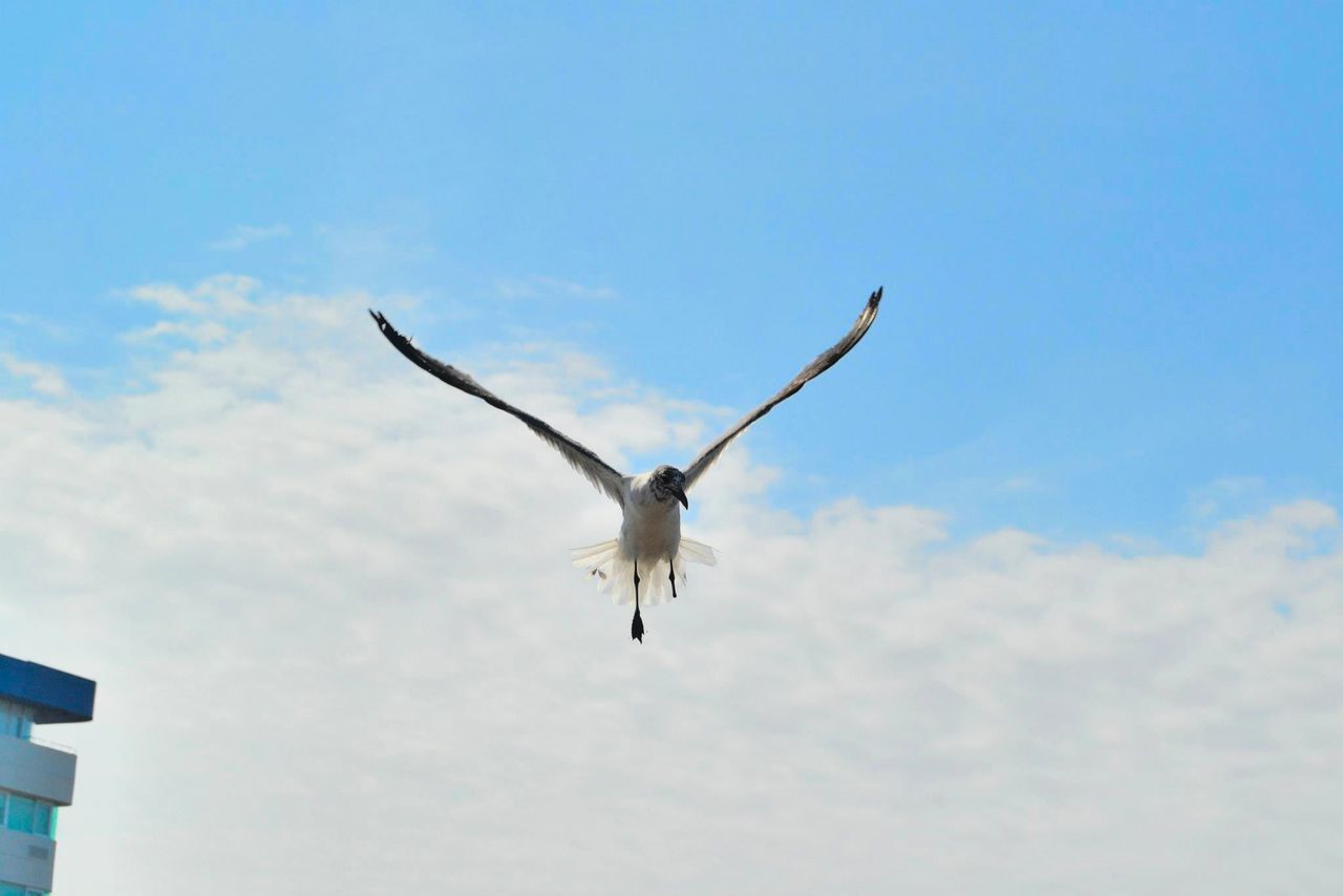 flying, low angle view, animal themes, mid-air, bird, one animal, sky, blue, spread wings, animals in the wild, wildlife, seagull, cloud - sky, motion, cloud, day, on the move, outdoors, nature, no people