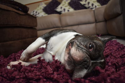 Close-up of dog resting on bed