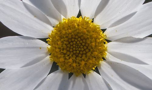 Close-up of fresh white yellow flower blooming outdoors