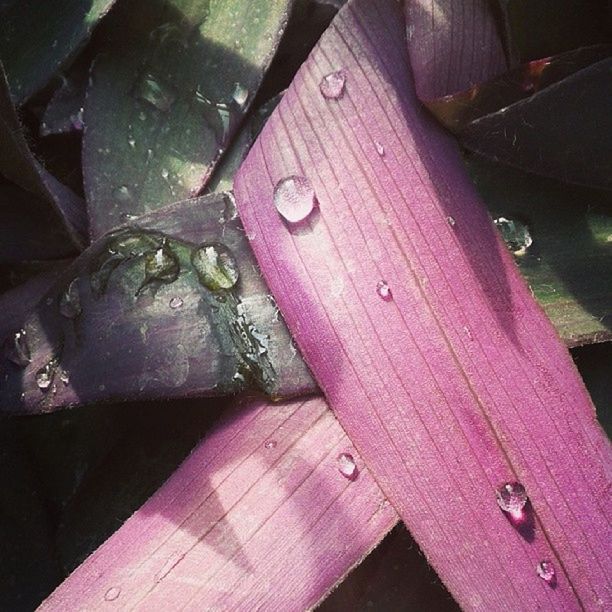 wood - material, close-up, wooden, drop, wet, water, part of, high angle view, pink color, red, wood, plank, flower, petal, freshness, day, outdoors, fragility, detail, no people