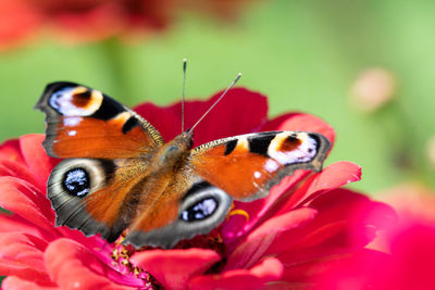 Close-up of butterfly pollinating on flower