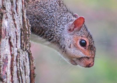 Side view of squirrel by tree trunk