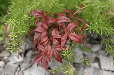 Close-up of leaves