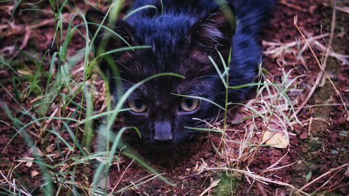 Close-up of grass in field