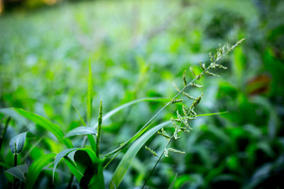 Close-up of fresh green grass