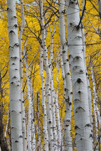 Close-up of tree trunks in forest