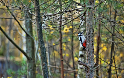 Bird perching on a tree